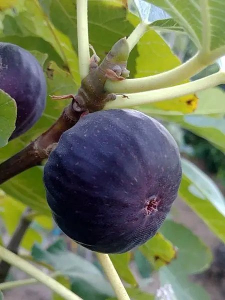 Following Bursa's Black Fig