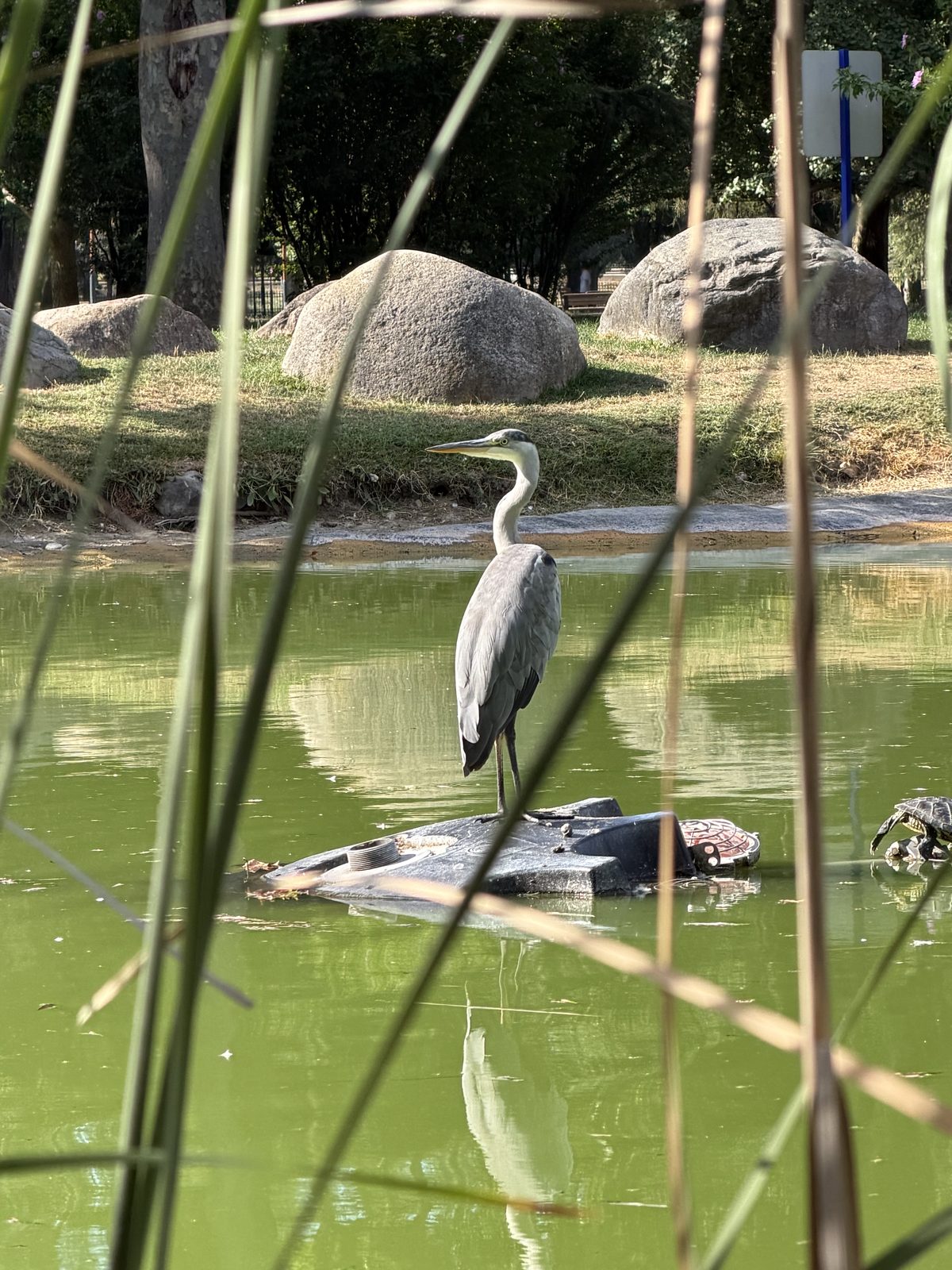 A grey heron