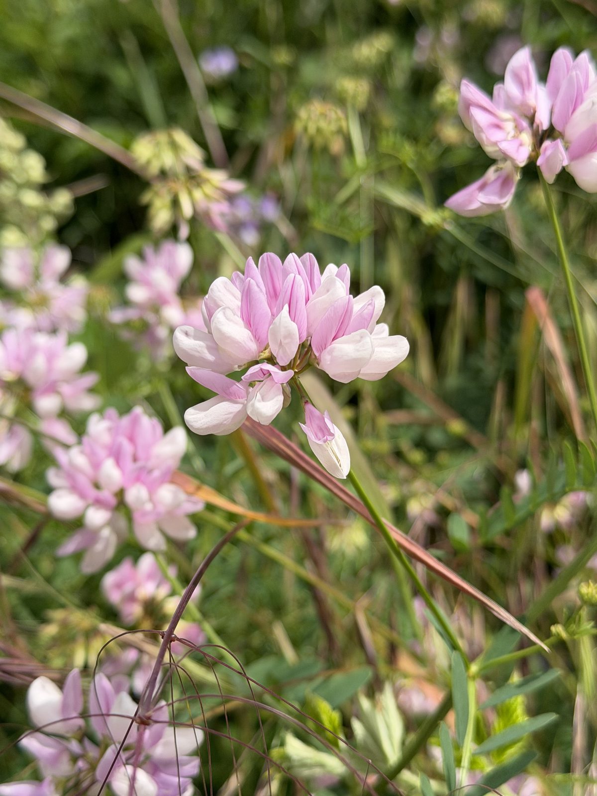 Endemic Plants of Uludağ 5