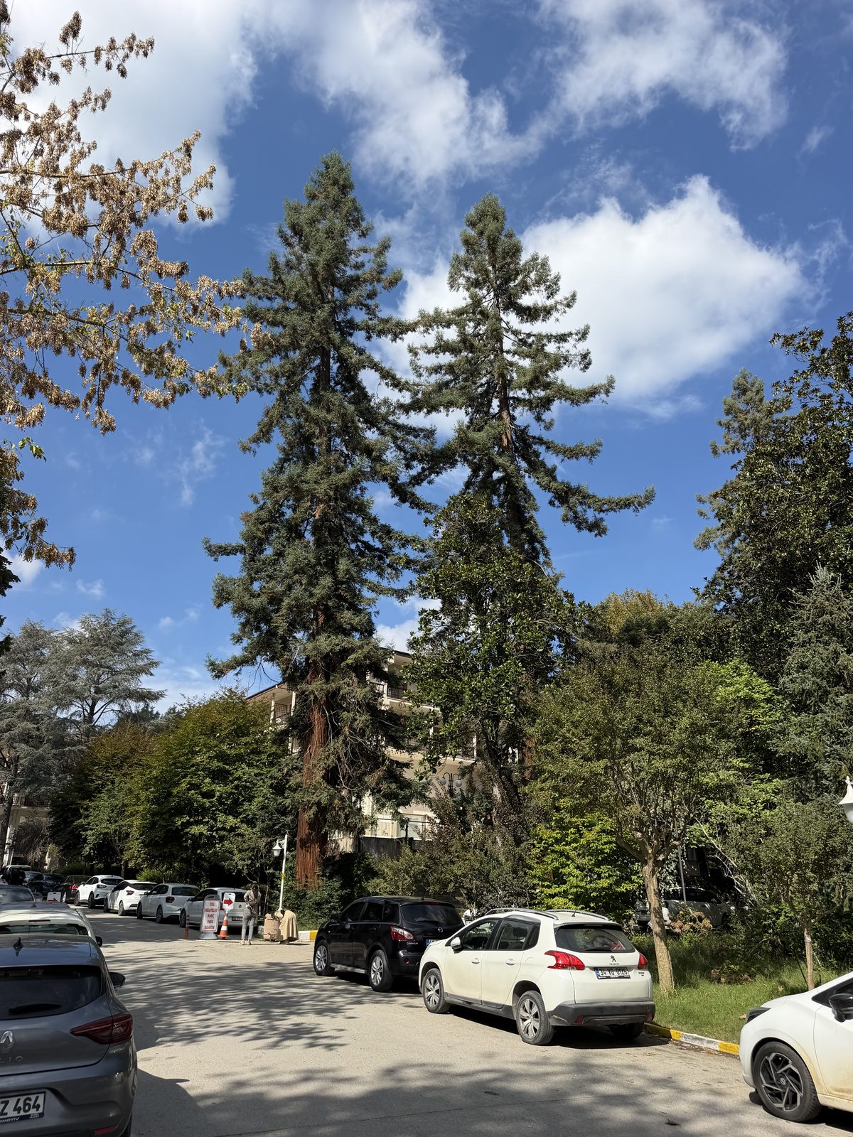 The Republic's Tree Museums: Yalova 4