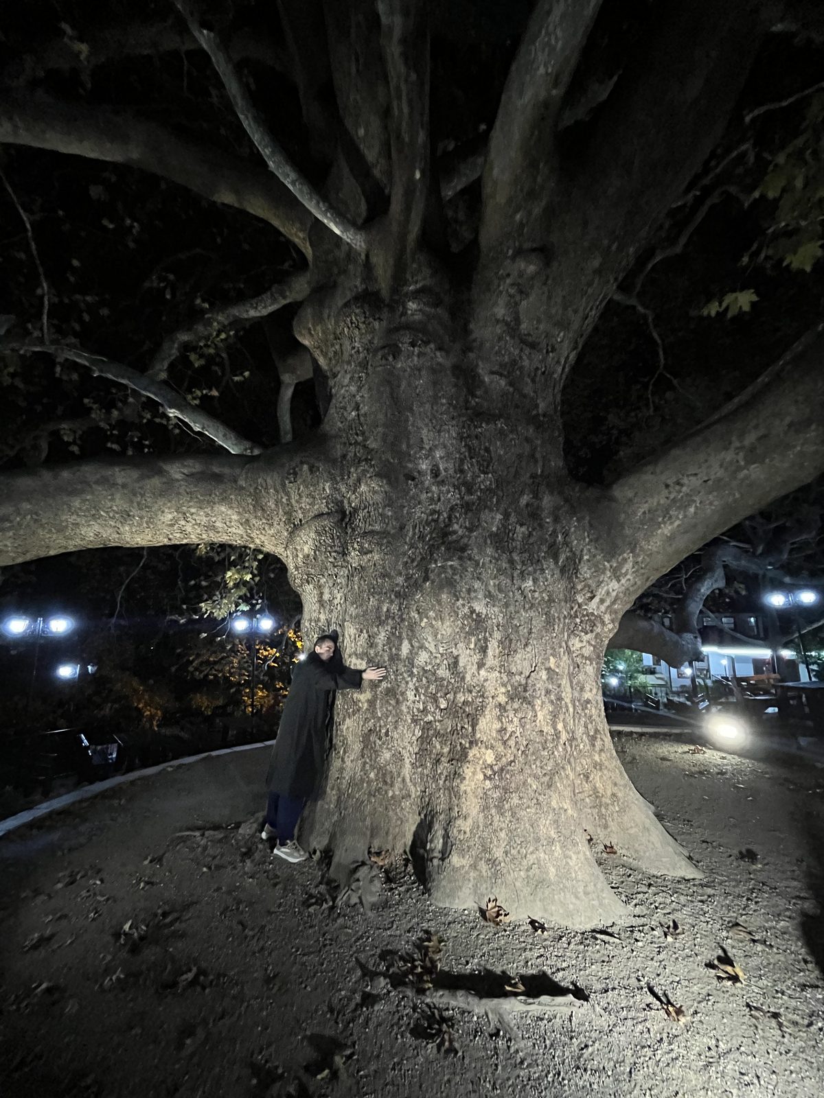 Hugging a tree might sound a little cheesy, but once you see the İnkaya Plane Tree, you won't be able to resist.
