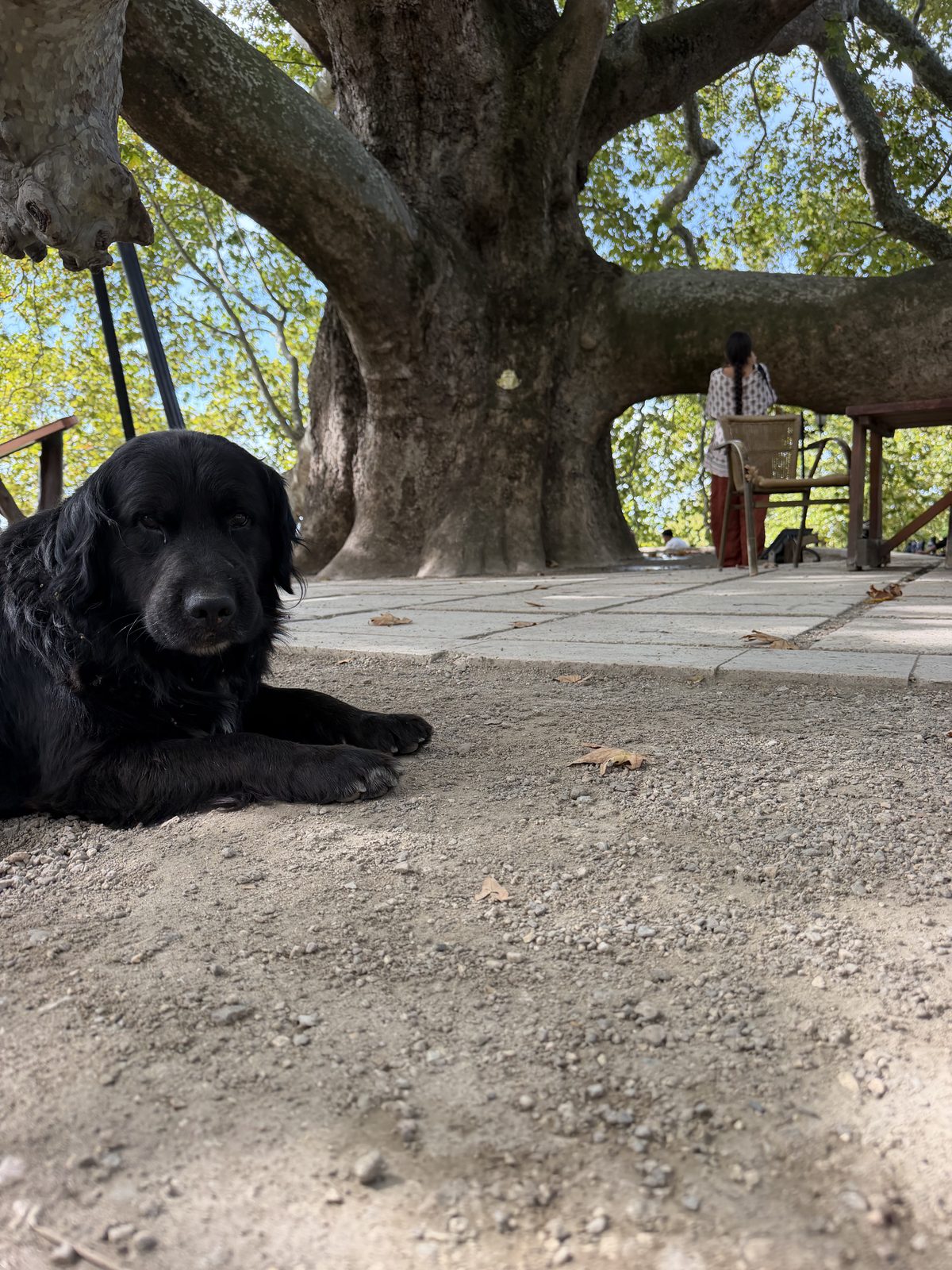 The Old Trees of Bursa 2